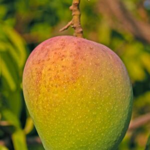 Mango Alphanso -1.5kg 6PC